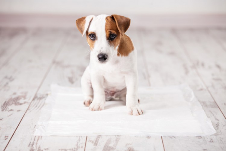 獣医師執筆 犬の血尿は病気のサイン 血尿の原因と対処法 予防法 みんなのペットライフ