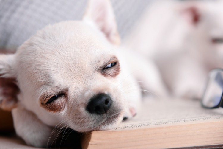 獣医師執筆 犬の涙やけの原因は 自宅でできる涙やけ対策 予防法まとめ みんなのペットライフ