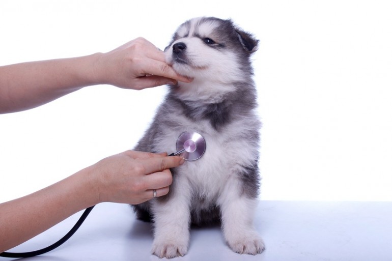 獣医師執筆 犬の咳が止まらない 咳から考えられる病気と対処法まとめ みんなのペットライフ