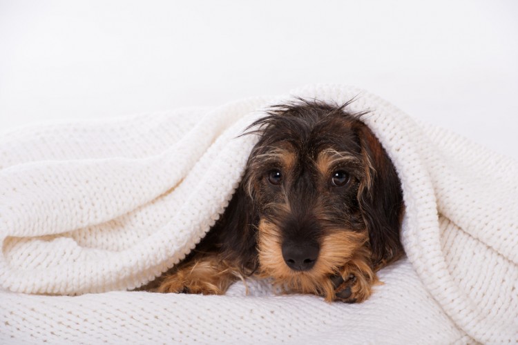 犬 咳 が 止まら ない