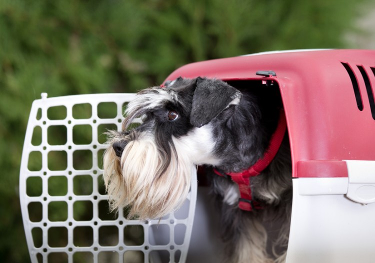 犬のハウスの教え方は トレーナーが教える 犬のハウストレーニング術 みんなのペットライフ