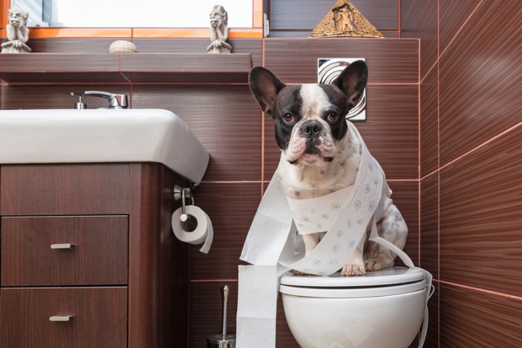 ドッグトレーナー執筆 室内犬のためのトイレのしつけ方 失敗したときの対処法 みんなのペットライフ
