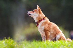 柴犬を知ろう 性格 特徴 飼いやすさ しつけについて みんなのペットライフ