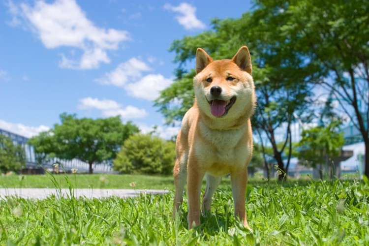 柴犬を知ろう 性格 特徴 飼いやすさ しつけについて みんなのペットライフ