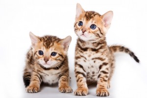 実はとっても飼いやすい 野生の血を引くベンガル猫の性格や特徴 みんなのペットライフ 実はとっても飼いやすい 野生の血を引くベンガル猫の性格や特徴 みんなのペットライフ
