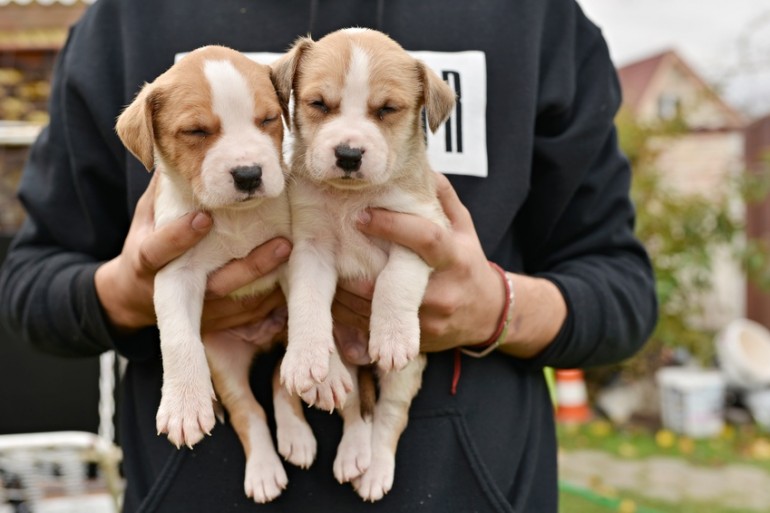 子犬のしつけはいつから 基本の考え方から知っておきたい3つのポイントまで みんなのペットライフ