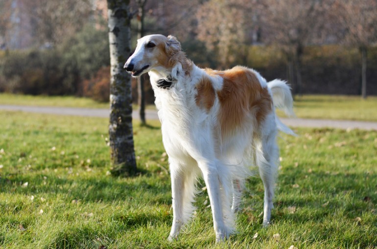 ロシアの王侯貴族に愛された高貴な犬 超大型犬のボルゾイの特徴とは みんなのペットライフ