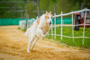 ロシアの王侯貴族に愛された高貴な犬 超大型犬のボルゾイの特徴とは みんなのペットライフ ロシアの王侯貴族に愛された高貴な犬 超大型犬のボルゾイの特徴とは みんなのペットライフ