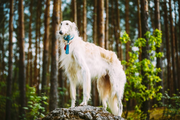 ロシアの王侯貴族に愛された高貴な犬 超大型犬のボルゾイの特徴とは みんなのペットライフ