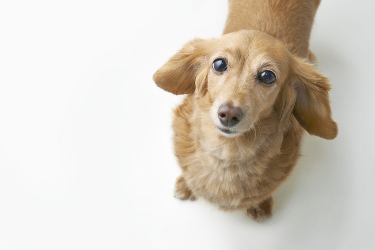 少しだからって楽観視してはダメ 身近で危険な犬の誤飲について みんなのペットライフ