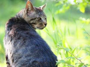 猫が水を飲みすぎる原因とは？猫が1日に飲む水の量について解説 