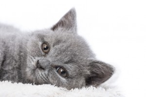 猫が水を飲みすぎる原因とは？猫が1日に飲む水の量について解説 