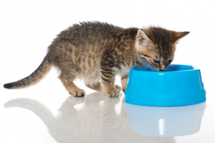 水の飲む子猫