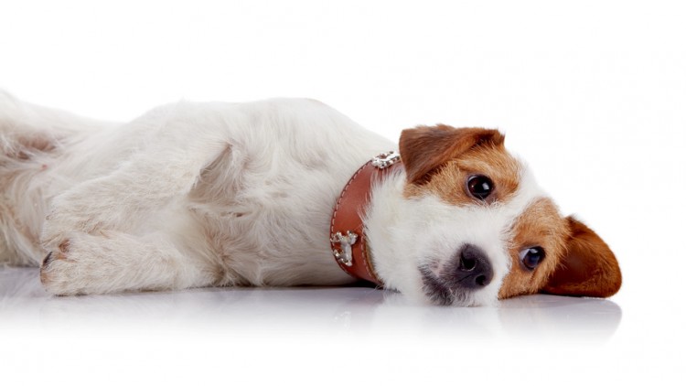 犬の椎間板ヘルニアとは 飼い主ができる予防法と対策法 みんなのペットライフ