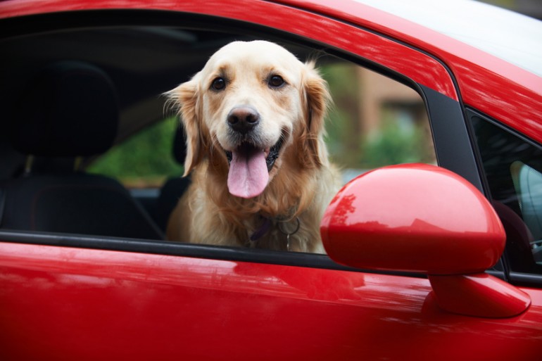 酔い 犬 車