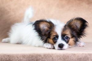 飼いやすい小型犬はどの犬 長所を知って希望にぴったりの小型犬を選ぼう みんなのペットライフ 飼いやすい小型犬はどの犬 長所を知って希望にぴったりの小型犬を選ぼう みんなのペットライフ