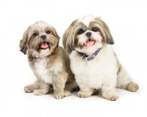 飼いやすい小型犬はどの犬 長所を知って希望にぴったりの小型犬を選ぼう みんなのペットライフ
