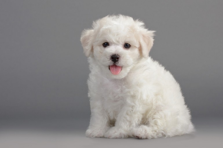 飼いやすい小型犬はどの犬 長所を知って希望にぴったりの小型犬を選ぼう みんなのペットライフ