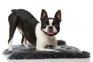 飼いやすい小型犬はどの犬 長所を知って希望にぴったりの小型犬を選ぼう みんなのペットライフ 飼いやすい小型犬はどの犬 長所を知って希望にぴったりの小型犬を選ぼう みんなのペットライフ