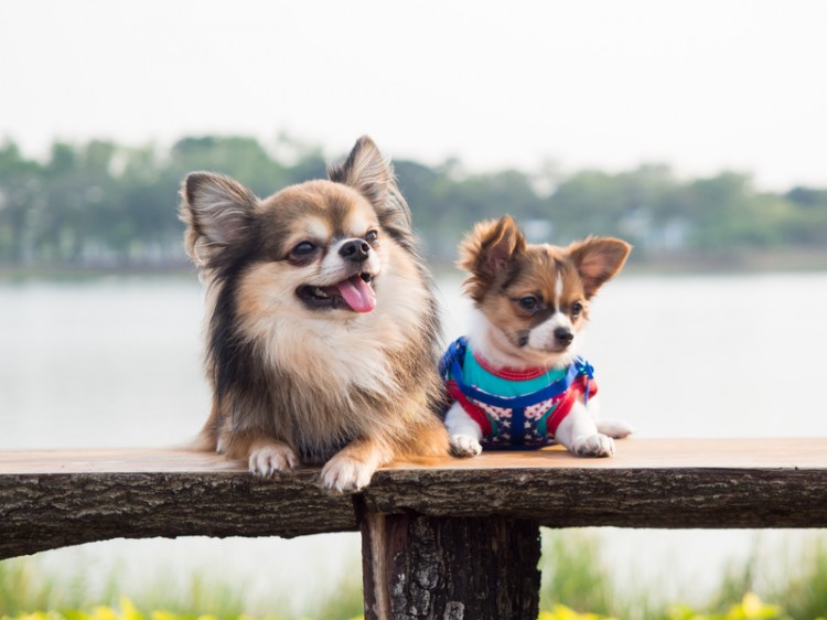 飼いやすい小型犬はどの犬 長所を知って希望にぴったりの小型犬を選ぼう みんなのペットライフ