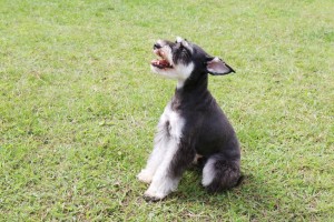 犬の鳴き声に理由はあるの クンクンやクーンなど鳴く意味について解説 みんなのペットライフ