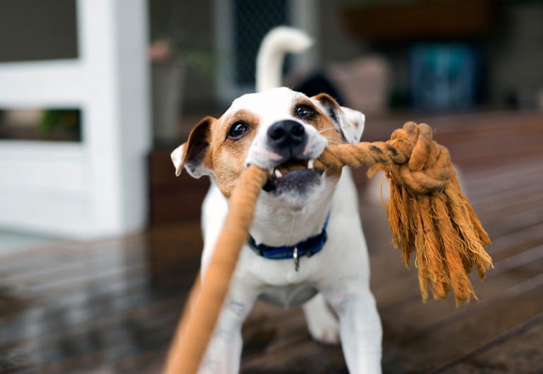 犬の鳴き声に理由はあるの クンクンやクーンなど鳴く意味について解説 みんなのペットライフ