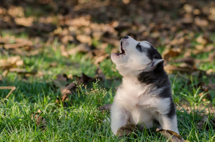 犬の鳴き声に理由はあるの クンクンやクーンなど鳴く意味について解説 みんなのペットライフ