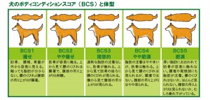 犬の肥満は病気のもと 食事管理と工夫で上手に無理なくダイエットしよう みんなのペットライフ 犬の肥満は病気のもと 食事管理と工夫で上手に無理なくダイエットしよう みんなのペットライフ