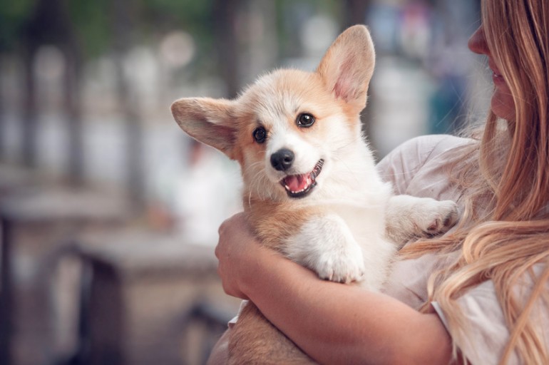 犬 は 飼い主 を 選ぶ