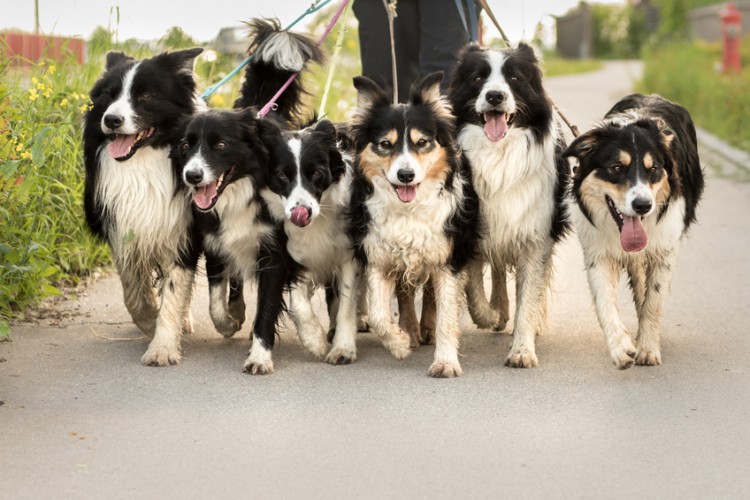 犬の多頭飼いをしたい 多頭飼いのメリット デメリットについて みんなのペットライフ