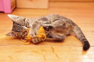 猫が甘噛みをする理由とは 甘噛みの意味としつけ方法を解説 みんなのペットライフ 猫が甘噛みをする理由とは 甘噛みの意味としつけ方法を解説 みんなのペットライフ