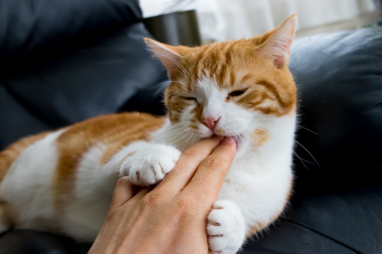 猫が甘噛みをする理由とは 甘噛みの意味としつけ方法を解説 みんなのペットライフ