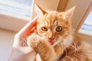 猫が甘噛みをする理由とは 甘噛みの意味としつけ方法を解説 みんなのペットライフ 猫が甘噛みをする理由とは 甘噛みの意味としつけ方法を解説 みんなのペットライフ