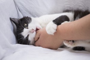 獣医師執筆】猫の咳は何かの病気？ 猫が咳をする原因と対処法 