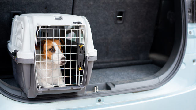 車内のケージに入る犬