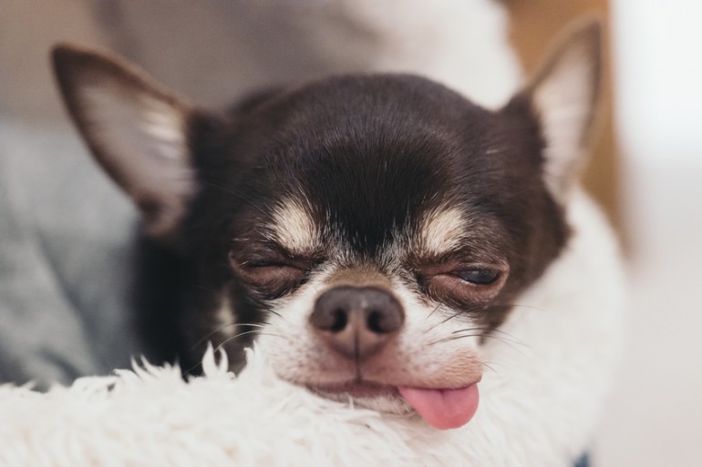 車酔いする犬