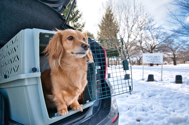 車に乗る犬