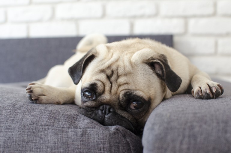 犬の睡眠時間はどのくらい 犬の睡眠が長い理由 睡眠不足のリスクについて みんなのペットライフ