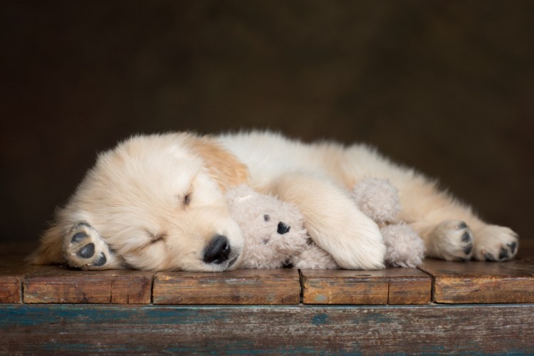 犬の睡眠時間はどのくらい 犬の睡眠が長い理由 睡眠不足のリスクについて みんなのペットライフ