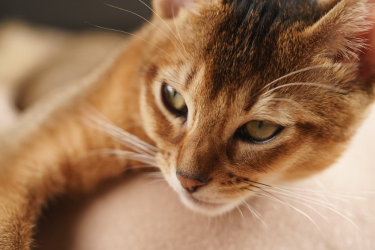 小さな顔と大きな耳がキュートな猫 アビシニアン の特徴と飼い方 みんなのペットライフ