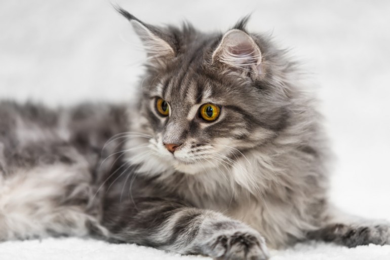 イエネコ最大 存在感のある大型猫 メインクーン の特徴と飼い方 みんなのペットライフ