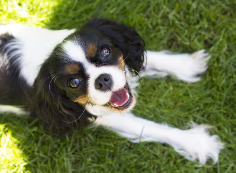 褒めることも叱ることも大切 愛犬を上手にしつけるためのポイント みんなのペットライフ