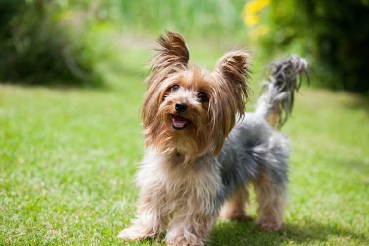 褒めることも叱ることも大切 愛犬を上手にしつけるためのポイント みんなのペットライフ