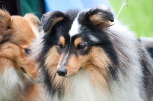 小さいコリーじゃない シェルティの歴史や特徴 飼い方のポイント みんなのペットライフ 小さいコリーじゃない シェルティの歴史や特徴 飼い方のポイント みんなのペットライフ