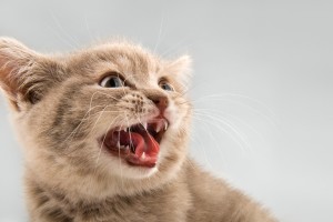 猫にストレスを与えないために 猫を多頭飼いをするときの注意点 みんなのペットライフ 猫にストレスを与えないために 猫を多頭飼いをするときの注意点 みんなのペットライフ