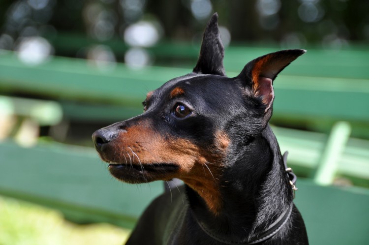 ツヤのある毛並みが特徴的 ミニチュアピンシャーの歴史や特徴 飼い方のポイント みんなのペットライフ