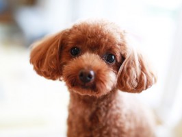 ティーカッププードル特集 ティーカッププードルの性格 飼い方 価格相場 人気記事 ブリーダー 子犬情報 みんなのペットライフ ティーカッププードル特集 ティーカッププードルの性格 飼い方 価格相場 人気記事 ブリーダー 子犬情報 みんなのペットライフ