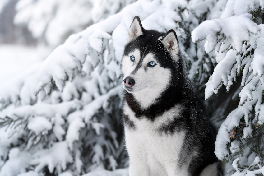 シベリアンハスキー特集 シベリアンハスキーの性格 飼い方 価格相場 人気記事 ブリーダー 子犬情報 みんなのペットライフ