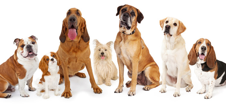 初心者が飼いやすい犬種とは 室内でも飼えるおすすめの犬を厳選 みんなのペットライフ