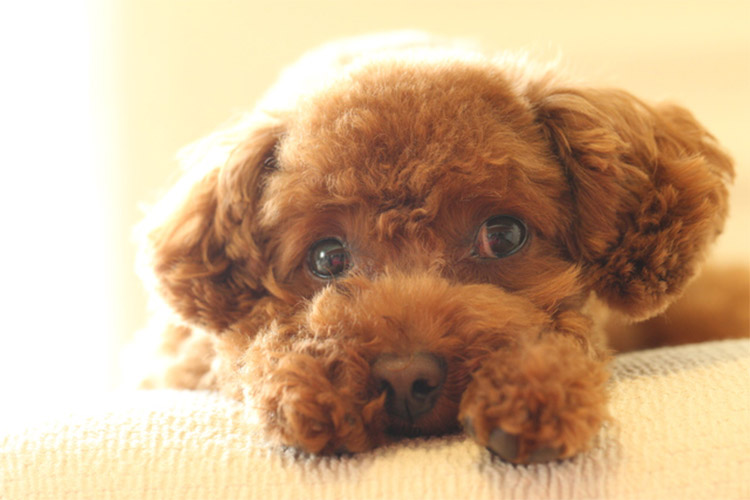 ティーカッププードルってどんな犬 存在しない犬種って本当 知っておきたい特徴と注意点 みんなのペットライフ